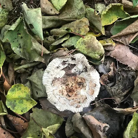 酒店 Hebergements A La Rive, Accueil Ouvert Tous Les Jours Jusqu'a 20h00 Dernier Delai, Depuis 30 Ans ! Reserver Ici Svp ! Merci ! Aucun Reglement A Distance Accepte, Paiement Par Cb, Especes, Cheque Ou Cheques-vacances Imperativement A La Remise Des Clef *