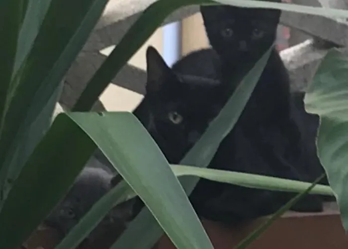 Hebergements A La Rive, Accueil Ouvert Tous Les Jours Jusqu'a 20h00 Dernier Delai, Depuis 30 Ans ! Reserver Ici Svp ! Merci ! Aucun Reglement A Distance Accepte, Paiement Par Cb, Especes, Cheque Ou Cheques-vacances Imperativement A La Remise Des Clef * Amélie-les-Bains-Palalda